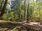 The wood of Manziana, Italy. Light filters through the branches