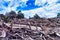 Wood in marina di vecchiano beach after a big storm