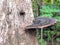 Wood moss on dead wood