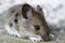 Wood mouse