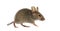 Wood mouse