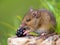 Wood mouse eating blackberry
