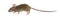 Wood mouse in front of a white background