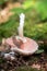 Wood mushroom (Agaricus silvicola)