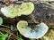 Wood Mushroom (Ganoderma applanatum)