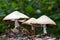 Wood mushrooms, Agaricus silvicola.