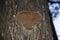 Wood mushrooms background. Mushroom hat close up. Background with pine trunk and tree mushroom