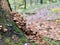 Wood Mushrooms Fungi in the Forest / Type of Beech