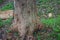 Wood mushrooms on stumps in forest on devil`s settlement in Kalu