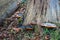 Wood mushrooms on stumps in forest on devil`s settlement in Kalu