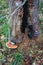 Wood mushrooms on stumps in forest on devil`s settlement in Kalu