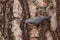 Wood Nuthatch