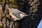 Wood nuthatch