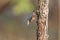 Wood nuthatch perched on a branch, Vosges, France