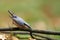 Wood nuthatch Sitta europaea is a small song bird found throughout eurasia