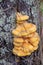 Wood orange mushrooms growing on old wet tree