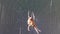 Wood orb web spider on its web during a sunny day within a pineforest during autumn.