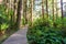 Wood panel walkway curves through redwood forest, ferns in dappled sunlight