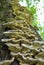 Wood parasitic fungi grow on an old tree