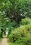 Wood path forest trees footpath summer park outdoor