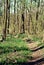 Wood path forest trees footpath summer park outdoor