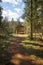 Wood path with shadows from trees leading to the alcove