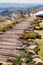 Wood pathway in the garden