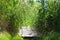 Wood pathway between lake vegetation on left and right sides of