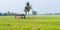 Wood pavilion in field rice