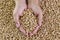 Wood pellets in female hands. Biofuels. Alternative biofuel