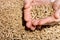 Wood pellets in hand close up .Biofuels. Biomass Pellets, from s