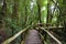 Wood perspective background in the forest