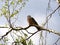 Wood pigeon