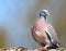 Wood pigeon