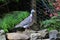 Wood Pigeon.