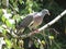 Wood pigeon bird animal