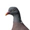 Wood pigeon close up