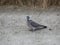 Wood pigeon on coast Minsk, Belarus