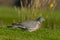 Wood pigeon (Columba palumbus)