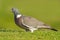 Wood pigeon (Columba palumbus)