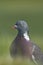 Wood pigeon (Columba palumbus)