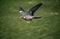 Wood pigeon, Columba palumbus