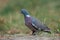 Wood Pigeon Columba palumbus forage on the ground.