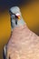 Wood Pigeon, Columba palumbus, Spanish Forest