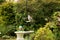 Wood pigeon in country garden