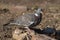 Wood pigeon with dirt background