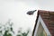 Wood pigeon dive bombs down from the mossy tiled roof of a house