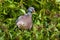 Wood Pigeon eating Ivy berry