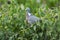 Wood pigeon eats berries on wall overgrown with ivy