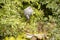 Wood pigeon in elderberry bush tree